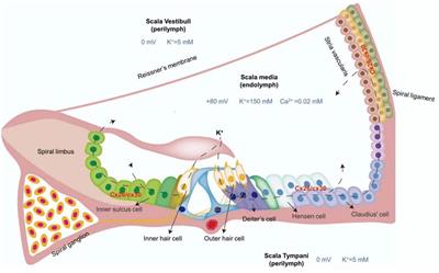 Research progress in delineating the pathological mechanisms of GJB2-related hearing loss